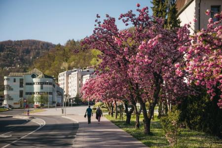  Japonske češnje v polnem razcvetu